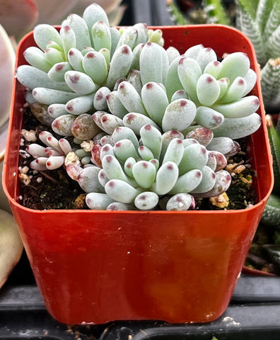 Graptopetalum Pachyphyllum