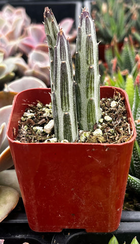 Senecio Stapeliiformis