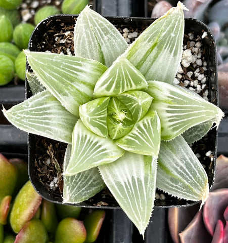 Haworthia Retusa 'White Ghost'