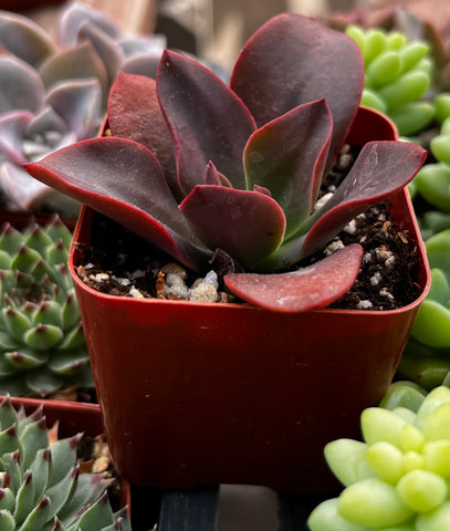 Echeveria Baron Curl