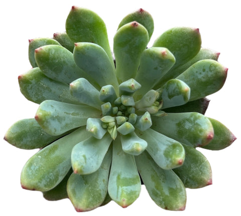 Echeveria Sedeveria Blue Elf