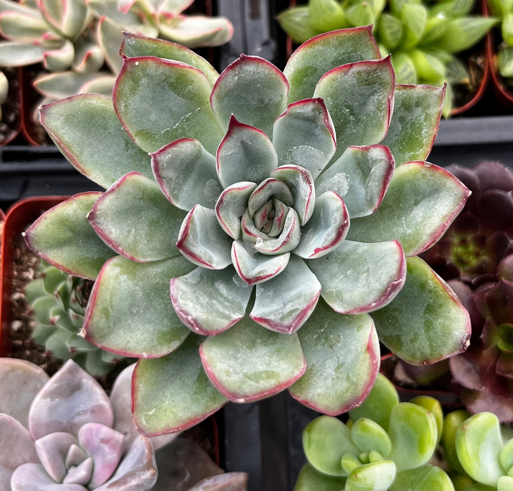 Echeveria Pulido