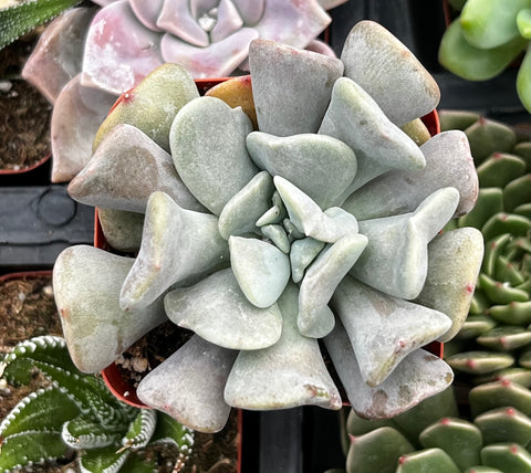 Echeveria Cubic Frost