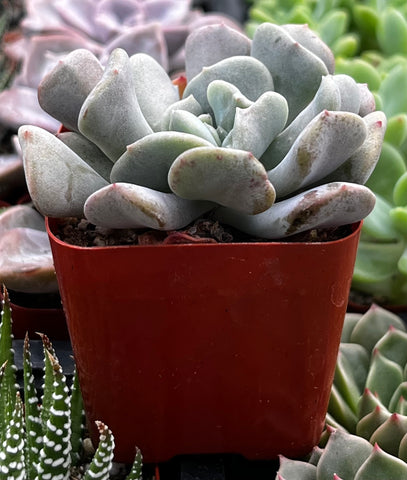 Echeveria Cubic Frost