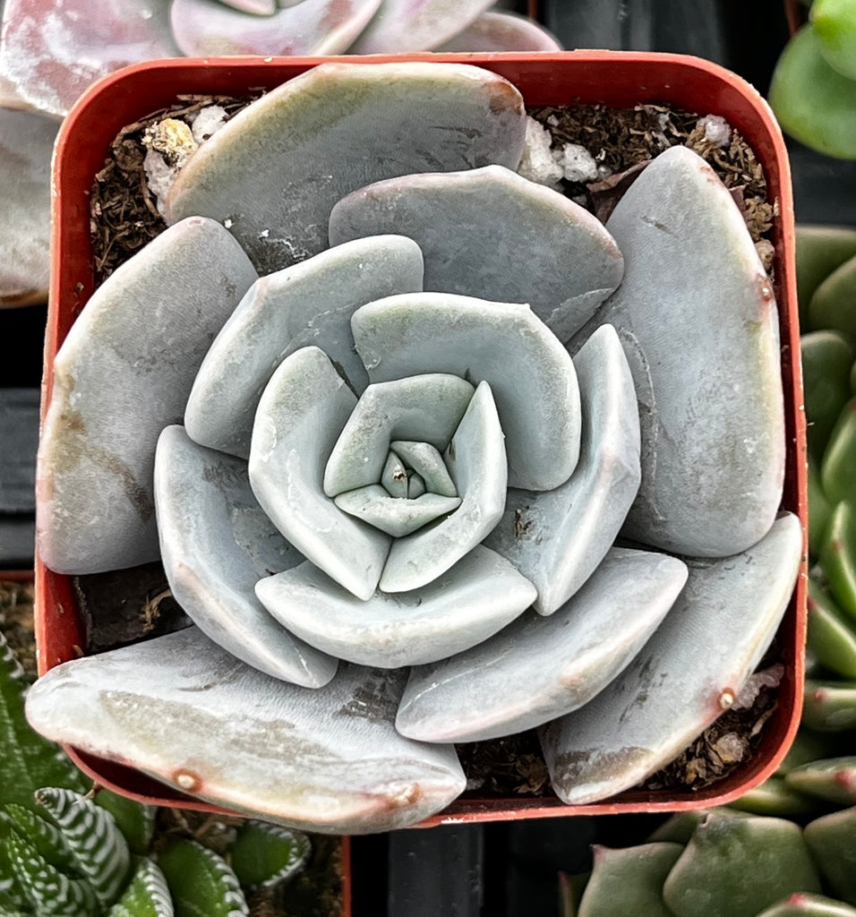 Echeveria Lilacina Ghost