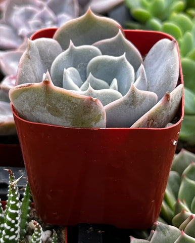 Echeveria Lilacina Ghost