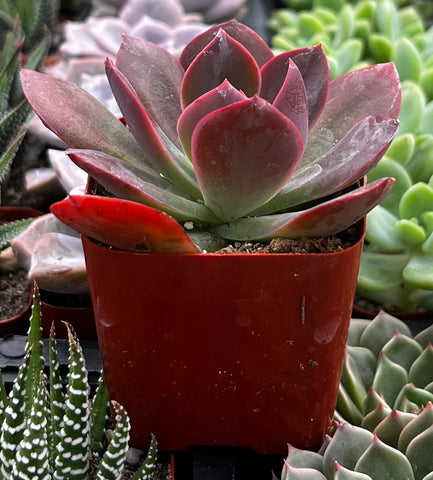 Echeveria Red Baron