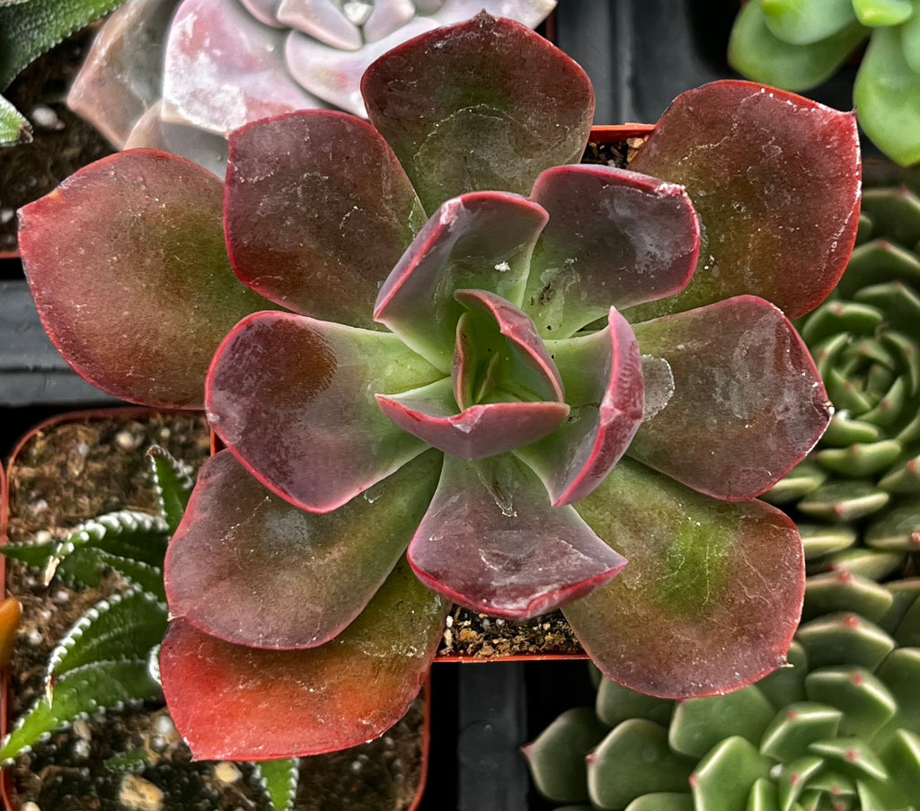 Echeveria Red Baron