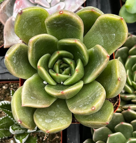 Echeveria Agavoides Prolifera