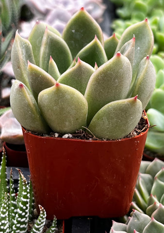 Echeveria Agavoides Prolifera