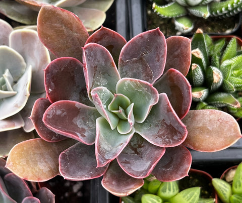 Echeveria Rico