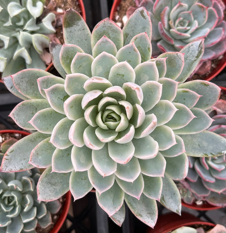 Echeveria Violet Queen