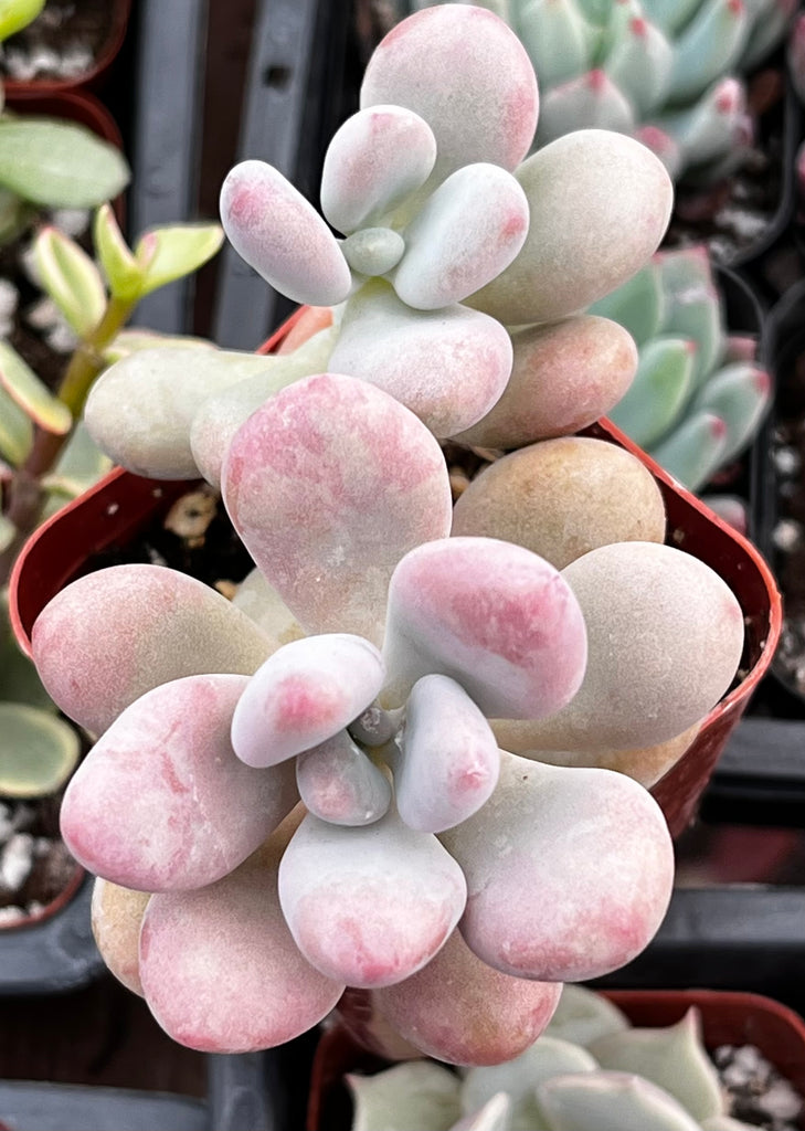 Moonstones Pachyphytum