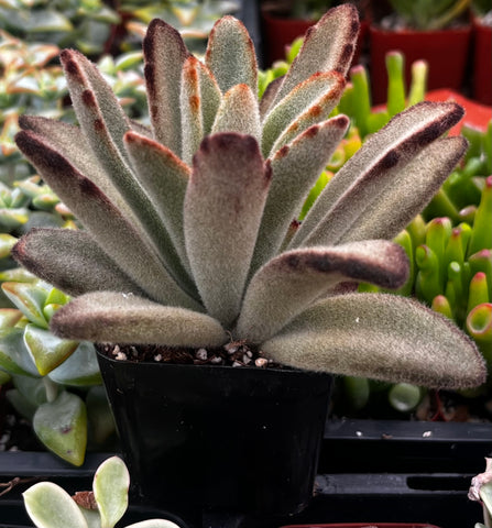 Chocolate Soldier Kalanchoe Tomentosa