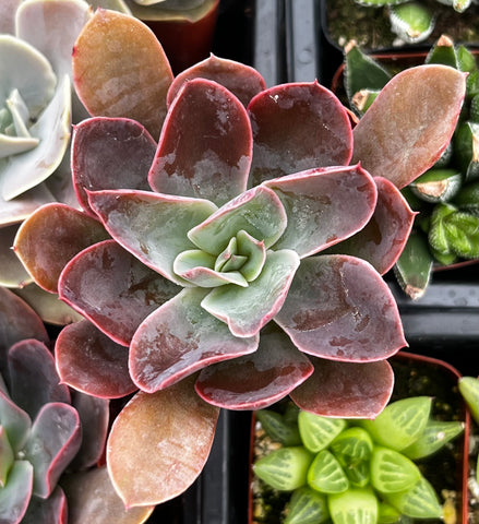 Echeveria Rico