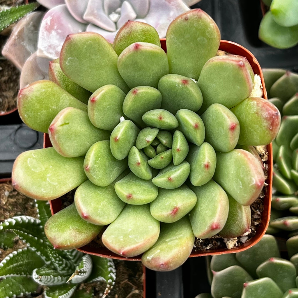 Graptoveria Bashful