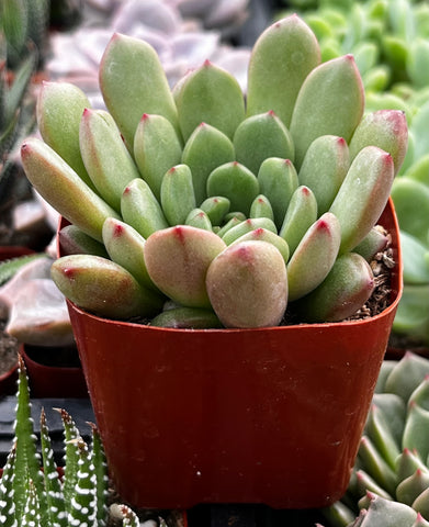 Graptoveria Bashful