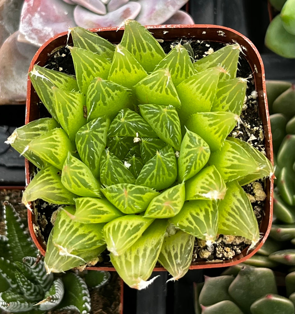 Haworthia Cooperi