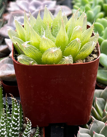 Haworthia Cooperi