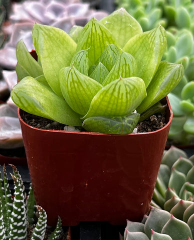 Haworthia Cymbiformis Var Obtusa