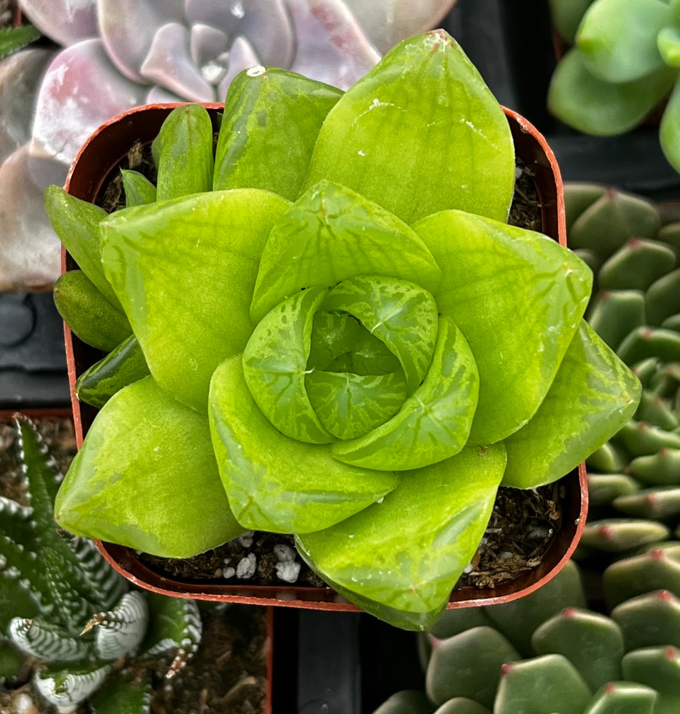 Haworthia Cymbiformis Var Obtusa