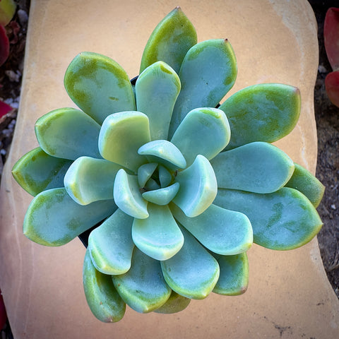 Graptoveria Fanfare