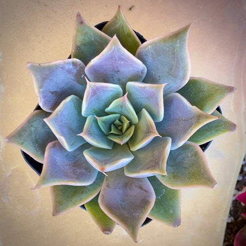 Graptopetalum Rusbyi