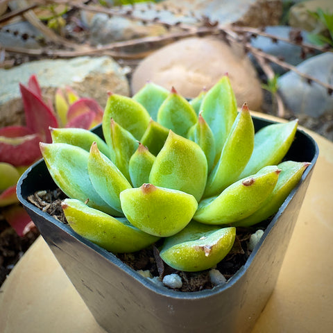 Echeveria Cris