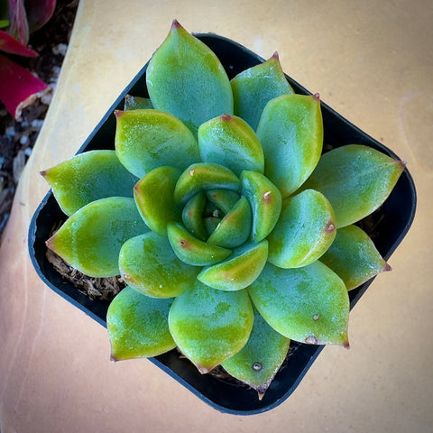 Echeveria Cris