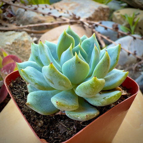 Echeveria Blue Rose