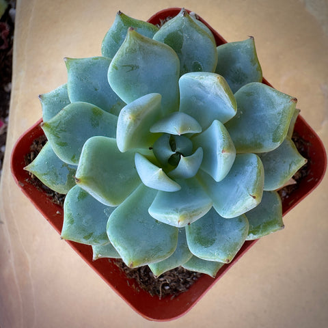 Echeveria Blue Rose