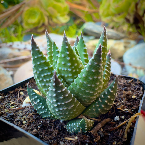 Haworthia Kingiana