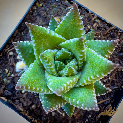 Haworthia Kingiana