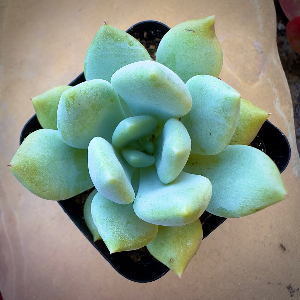 Graptoveria 'Grim One'