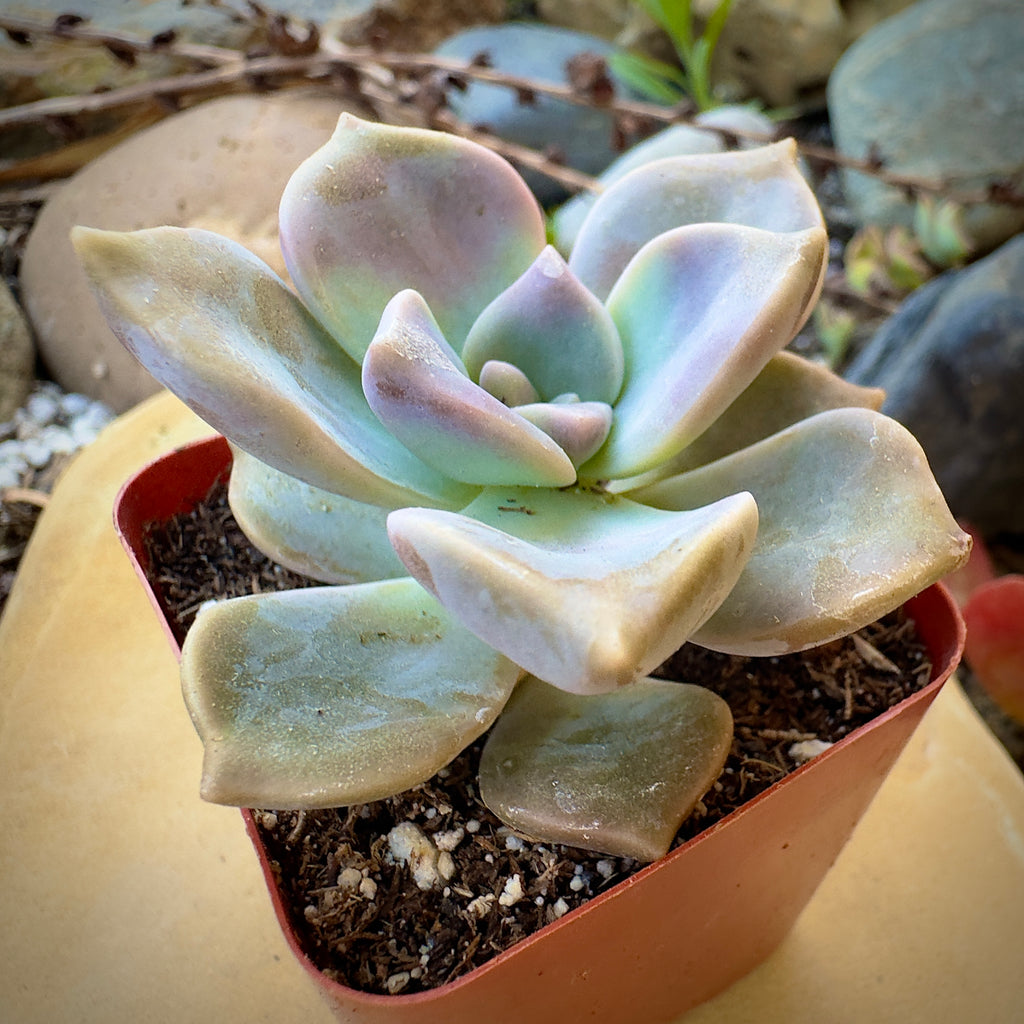 Graptopetalum Superbum