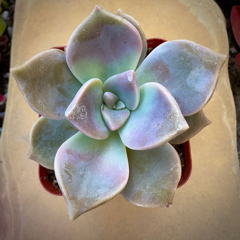 Graptopetalum Superbum