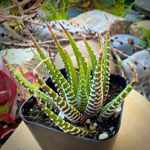 Haworthia Zebra/ Best Beginner Succulent