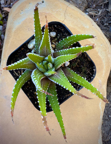 Haworthia Zebra/ Best Beginner Succulent