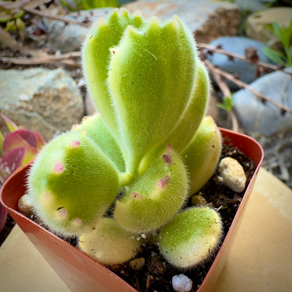 Cotyledon Bear's Paw