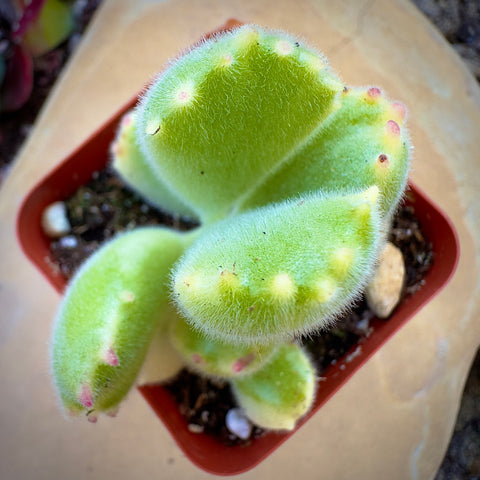 Cotyledon Bear's Paw