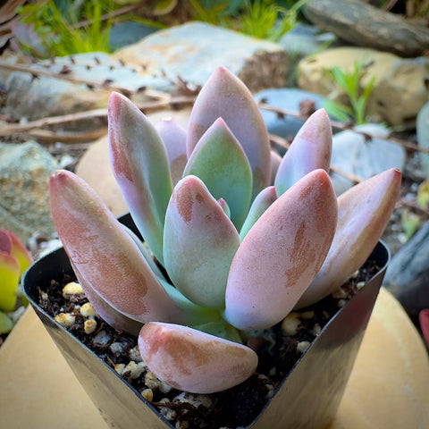 Graptoveria Opalina