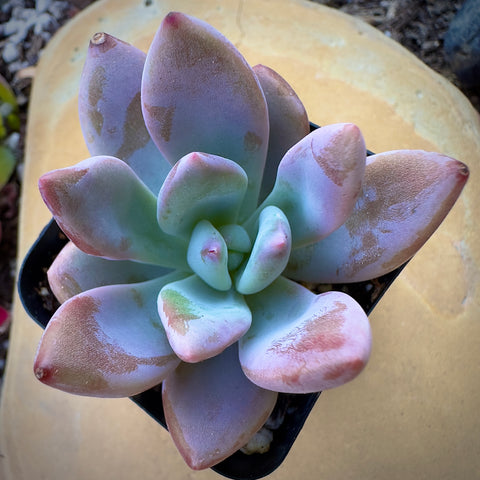 Graptoveria Opalina