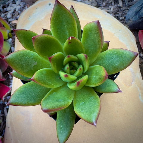 Echeveria Agavoides Christmas