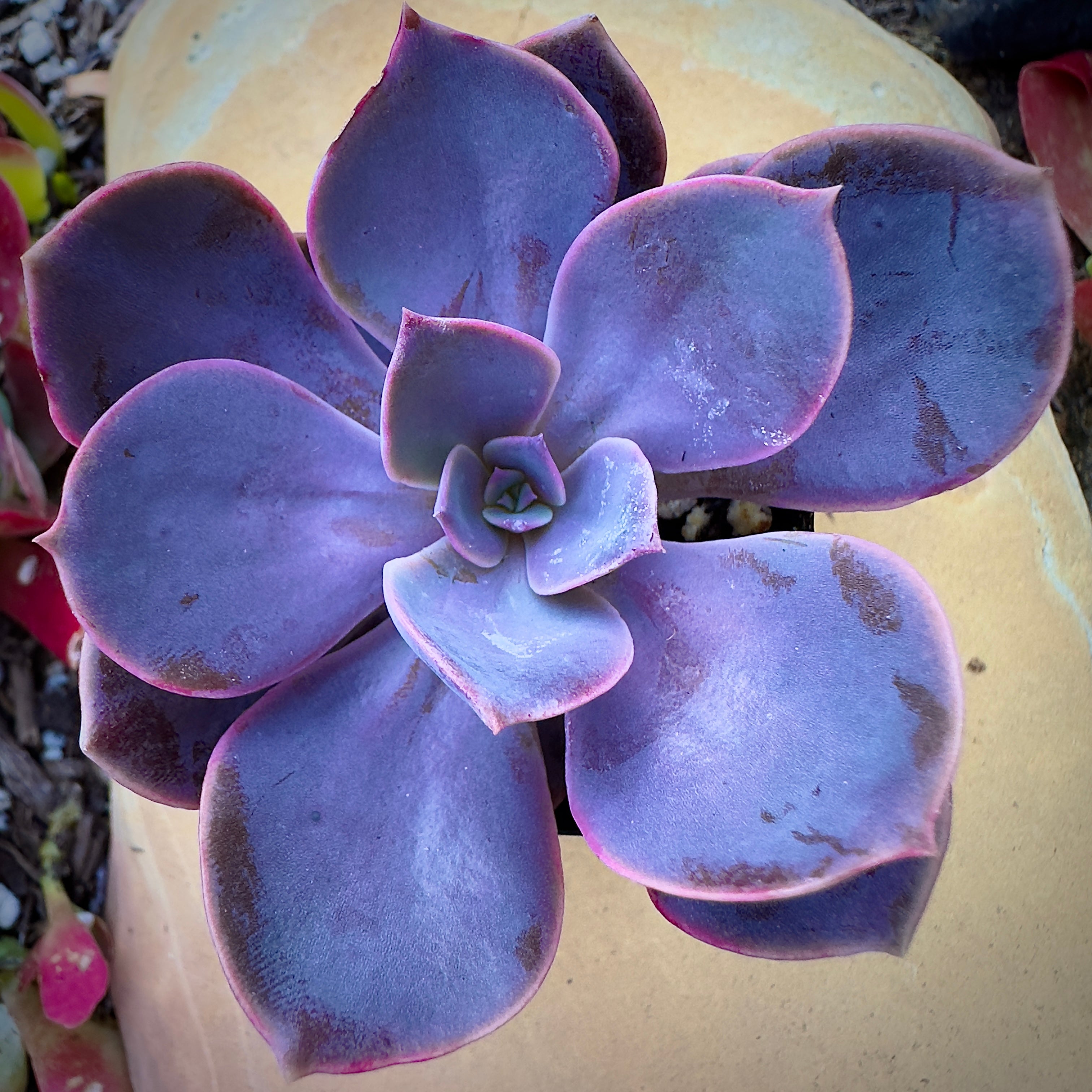 Pink/Purple Succulents