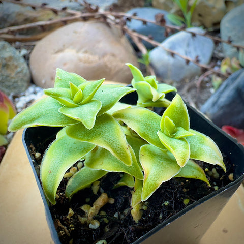 Variegated String of Buttons