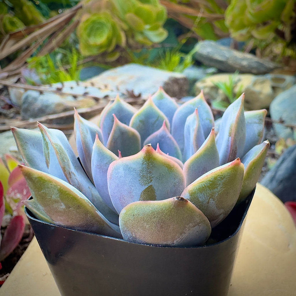 Echeveria Orion