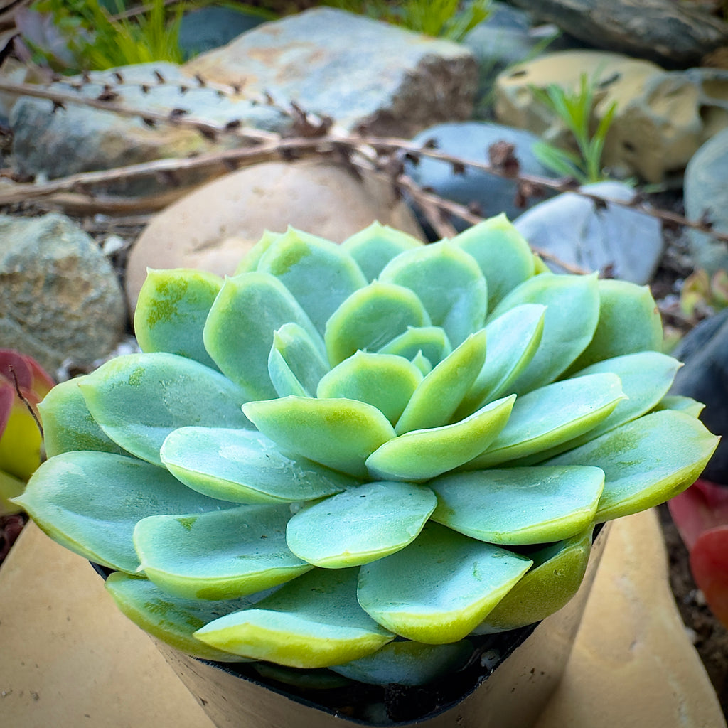 Echeveria Elegans Mexican Snowball