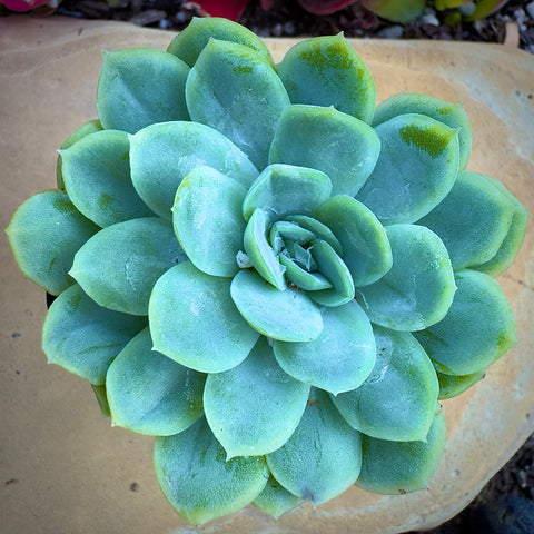 Echeveria Elegans Mexican Snowball