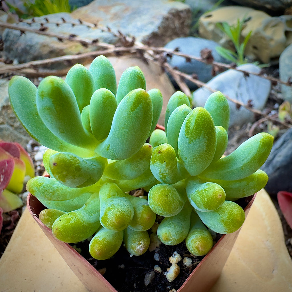 Stonecrop Jelly Bean