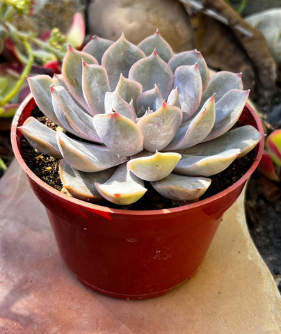 Echeveria Orion